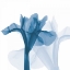 Picture of IRIS BLUES B51