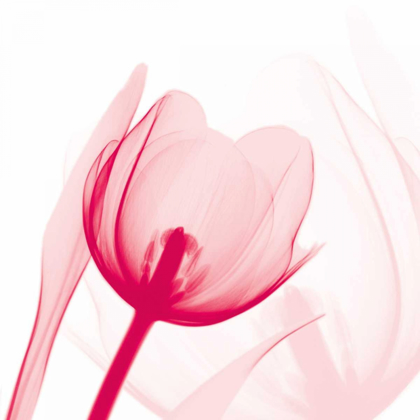 Picture of MAGENTA TULIP C68