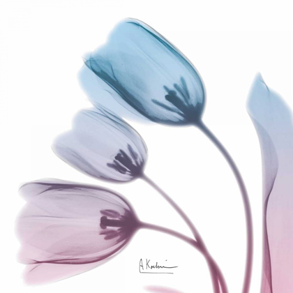 Picture of SOFT TULIPS ROSE SERENITY