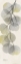 Picture of EUCALYPTUS SUNSHINE 2