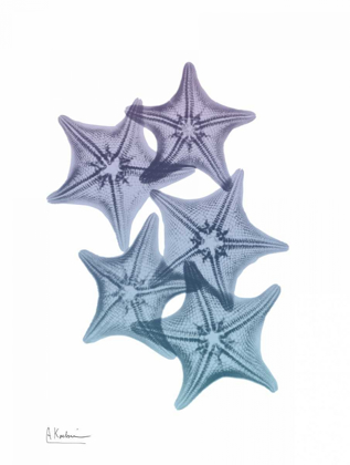 Picture of LAVENDER SPLASHED STARFISH 1