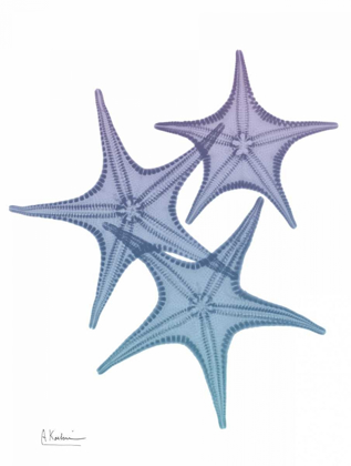 Picture of LAVENDER SPLASHED STARFISH 2