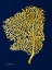 Picture of GOLDEN SEA FAN