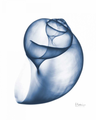 Picture of INDIGO WATER SNAIL