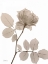 Picture of ROSE CREAM 1