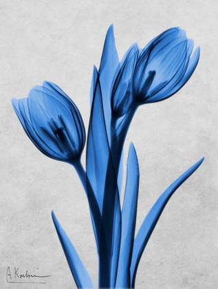 Picture of MIDNIGHT TULIPS
