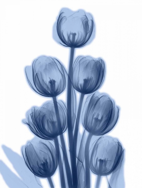 Picture of INDIGO SPRING TULIPS