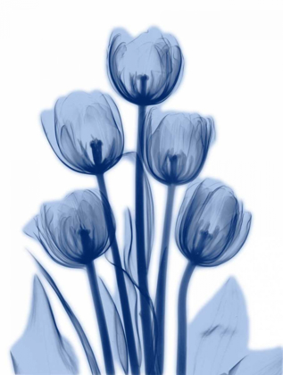 Picture of INDIGO SPRING TULIPS 2