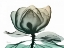 Picture of EMERALD MAGNOLIA 1
