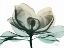 Picture of EMERALD MAGNOLIA 2