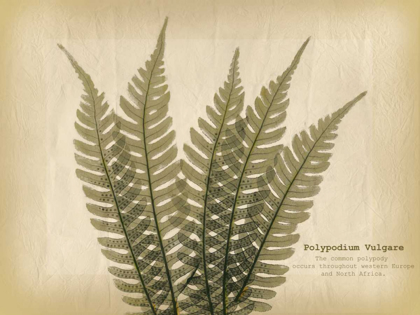 Picture of PARCHMENT FERN 2