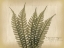 Picture of PARCHMENT FERN 2