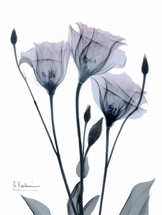 Picture of MIDNIGHT GENTIAN 1