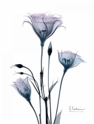 Picture of MIDNIGHT GENTIAN 2
