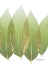 Picture of GOLDEN COCULUS