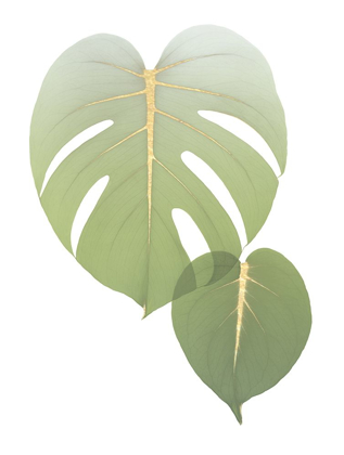 Picture of GOLDEN PHILODENDRON