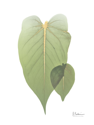 Picture of GOLDEN PHILODENDRON 2