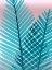 Picture of COTTON CANDY FERN