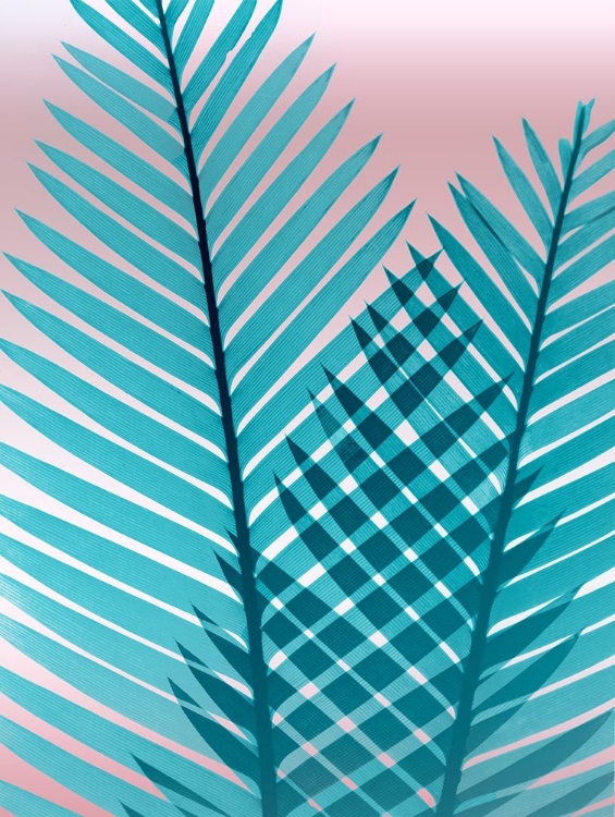 Picture of COTTON CANDY FERN