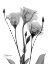 Picture of NIGHT GENTIAN 1