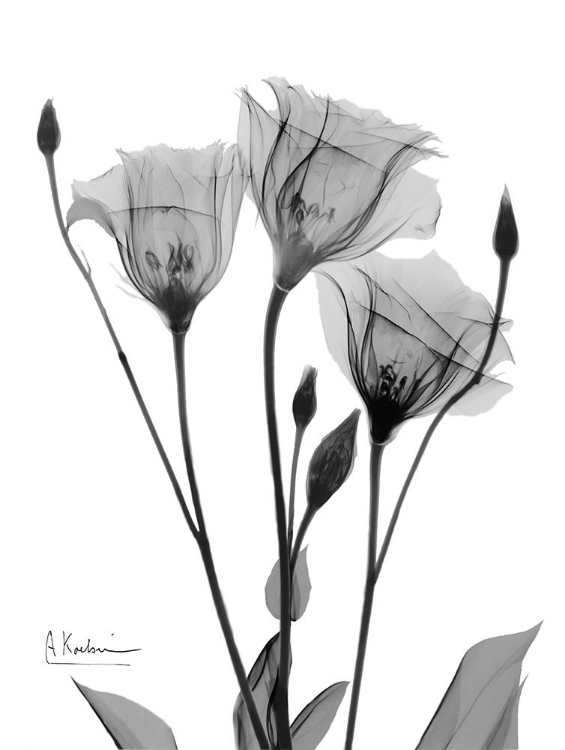 Picture of NIGHT GENTIAN 1