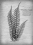 Picture of VINTAGE FERN 1