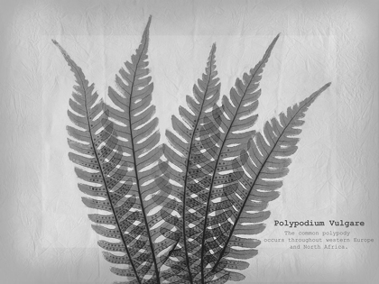 Picture of VINTAGE FERN 2