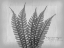 Picture of VINTAGE FERN 2