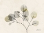 Picture of SUNKISSED EUCALYPTUS 2