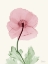 Picture of DAZZLING POPPY 1