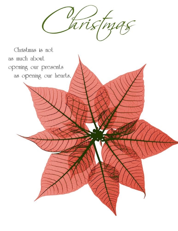 Picture of SEASONAL POINSETTIA 1