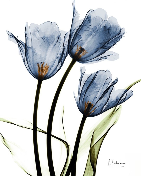 Picture of INDIGO INFUSED TULIPS