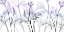 Picture of AMETHYST PASSION