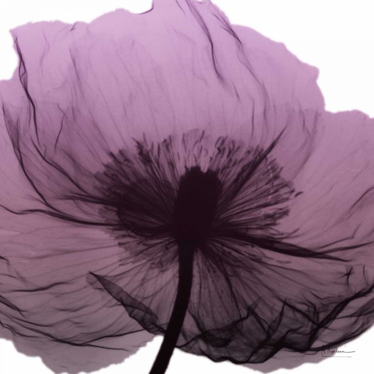 Picture of POPPY PURPLE