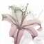 Picture of NEAPOLITAN LILY