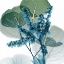 Picture of GOLDEN LILLY OF EUCALYPTUS 2