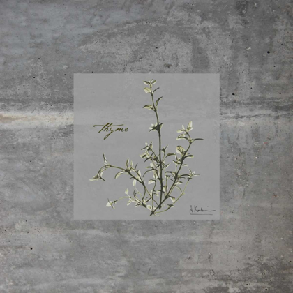 Picture of CONCRETE THYME