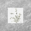 Picture of STUNNING THYME