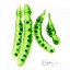 Picture of CAROB FORMATION 2