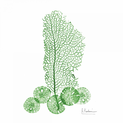 Picture of EMERALD SEA FAN AND SAND DOLLAR 2