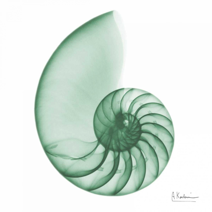Picture of JADE WATER SNAIL 2