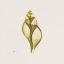 Picture of GENIE TULIP SHELL