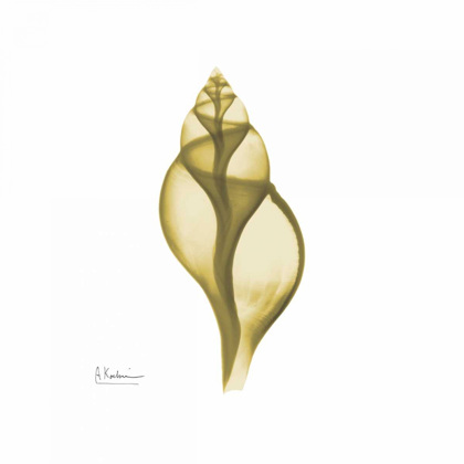 Picture of GENIE TULIP SHELL 2