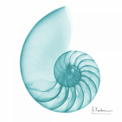 Picture of TURQUOISE SEA SHELL