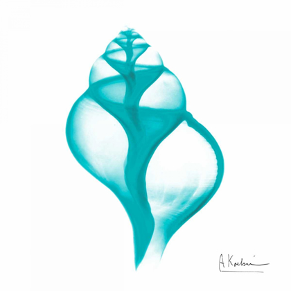 Picture of TURQUOISE TULIP SHELL