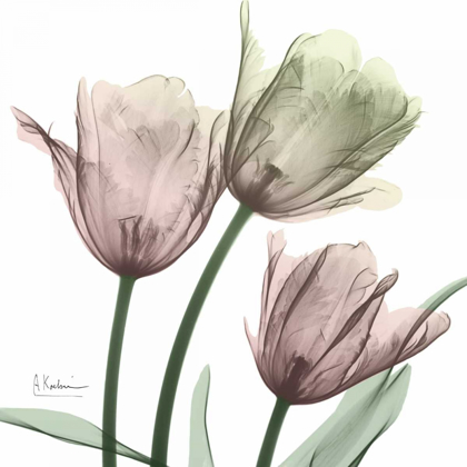 Picture of NATURAL LUSTER TULIPS 1