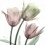 Picture of NATURAL LUSTER TULIPS 1