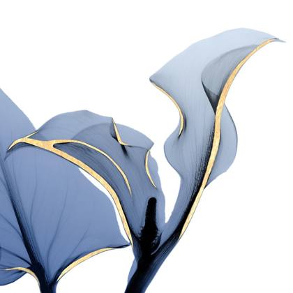 Picture of MOONLIT CALLA LILY