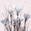 Picture of SALMON CROCUS