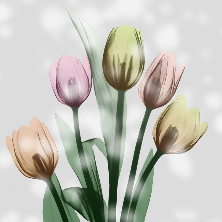 Picture of AWAKENING TULIPS